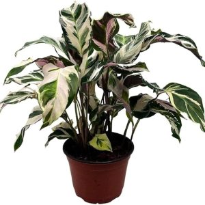 Calathea Stella in a 4 inch Pot