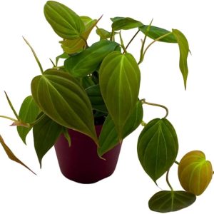 Philodendron Micans Hederaceum in a 4 inch Pot