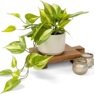 Light Green Fake pothos Plant